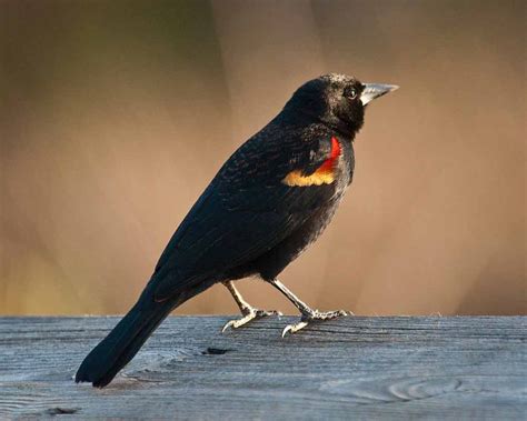 Red-winged Blackbird – Sound | Facts | Habitat | Migration | Nest ...