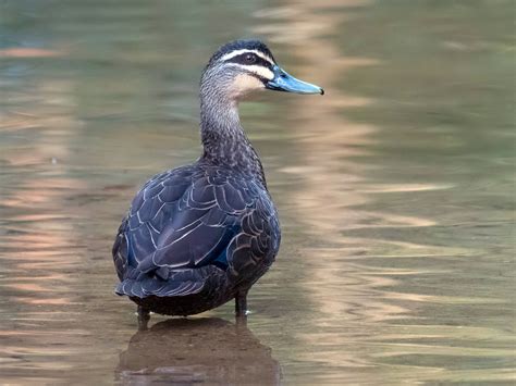 Pacific Black Duck – Profile | Traits | Facts | Habitat | Breeding ...