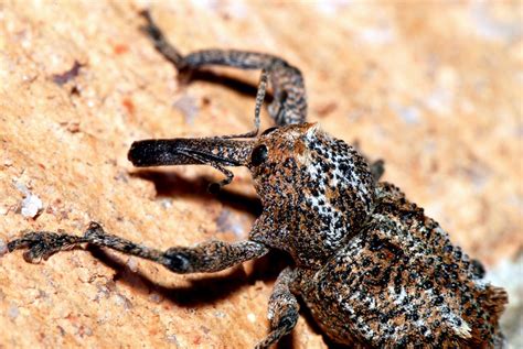 All You Need To Know About Weevils | Safeguard Pest Control