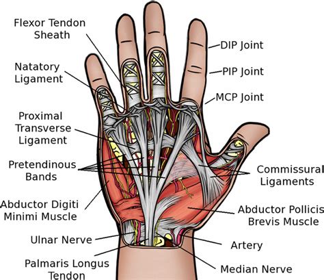 Thumb and Finger Injuries - Back in Action