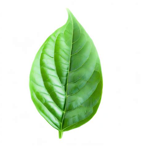 Premium Photo | Leaf chili isolated on white background Green of pepper ...