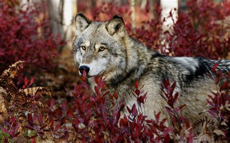 Gray Wolf Wallpapers | HD Wallpapers | ID #8772