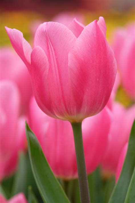 Free photo: Pink Tulips - Blooming, Flower, Fragrance - Free Download ...