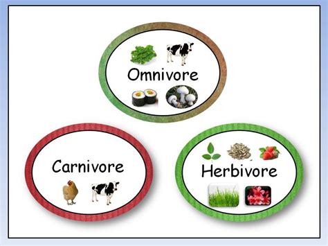 Herbivore Carnivore Omnivore