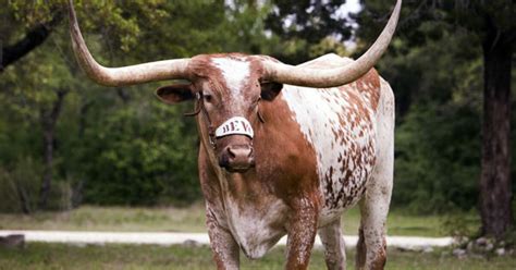 Bevo, Beloved UT Mascot, Has Cancer | KERA News