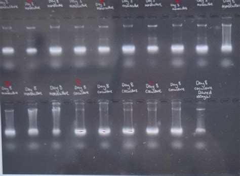 1305 questions with answers in RNA EXTRACTION | Scientific method