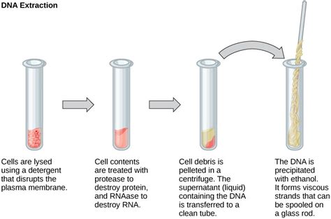 Ethanol precipitation of DNA with ice-cold ethanol or isopropanol. The ...