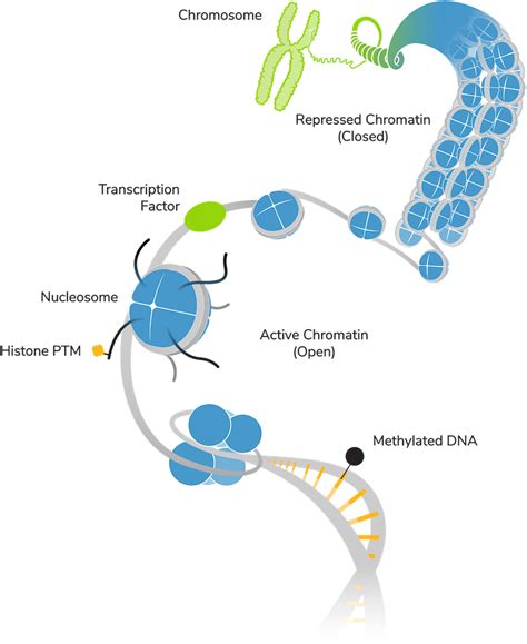 Unlocking the Histone Code: A Spotlight on Three Essential Histone PTMs ...