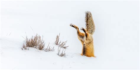 Buried Red Fox Jumping in the Snow | Cindy Goeddel Photography, LLC