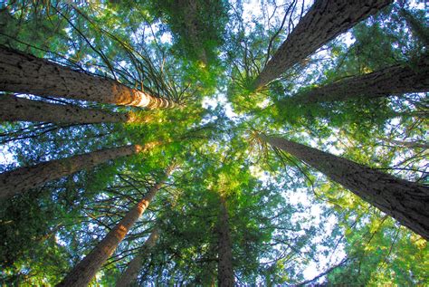 Redwood Regional Park | Oakland, CA