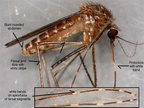 AZ IPM Tip of the Week: That "Rotten" Mosquito