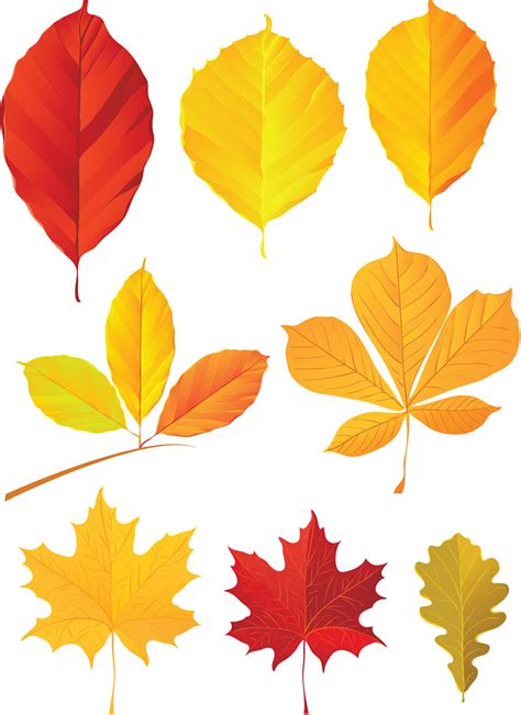 Cartoon Autumn Leaves - ClipArt Best