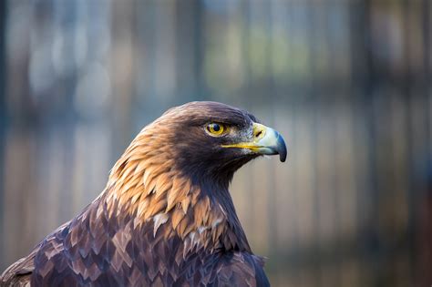 Golden Eagle | California Living Museum