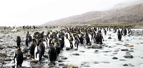 South Georgia Island: An Antarctic Hub for Wildlife Viewing