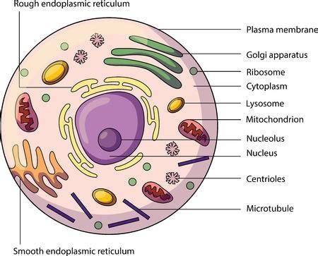 Unicellular & Multicellular Organisms Diagram | Quizlet