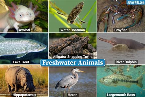 Freshwater Animals Checklist, Photos & Details, Examples Of Freshwater ...