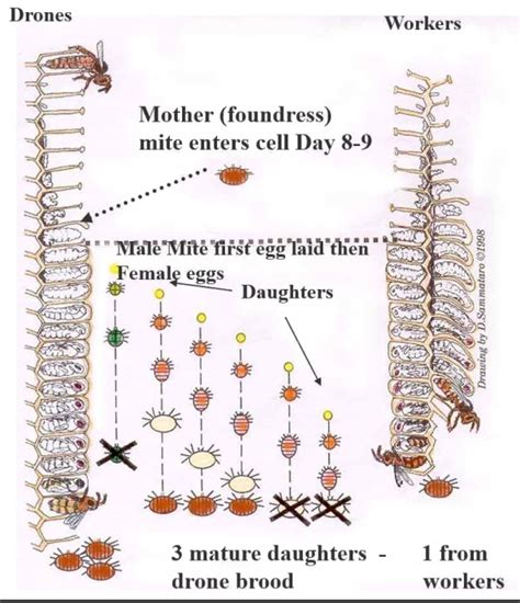 Varroa Life Cycle