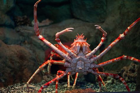 Spider Crab Anatomy