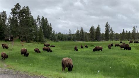 Bison Herd in Yellowstone - YouTube