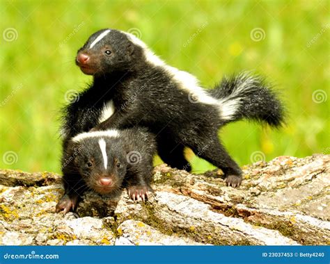 Baby Skunks Playing with Each Other Stock Image - Image of mephitis ...