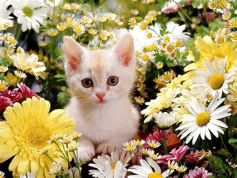 Cat and Flower Wallpapers - Top Free Cat and Flower Backgrounds ...