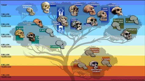 Homo Naledi: Fossil Trove Adds a New Limb to Human Family Tree