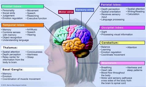 Stroke Education Manual | Barrow