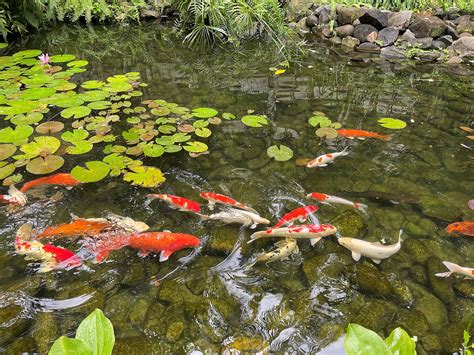 koi pond maintenance - Healthy Ponds