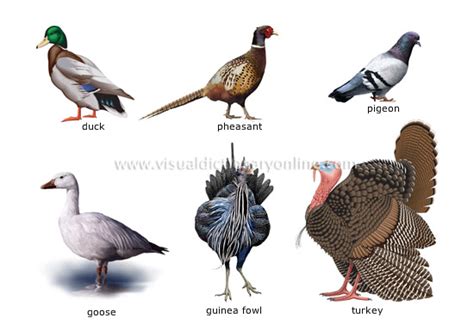 ANIMAL KINGDOM :: BIRDS :: EXAMPLES OF BIRDS [9] image - Visual ...