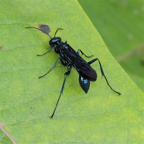 Maryland Biodiversity Project - Blue Mud Wasp (Chalybion californicum)