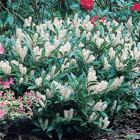 9.64-Gallon White Otto Luyken Cherry Laurel Foundation/Hedge Shrub in ...