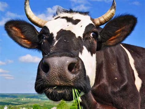 Fistulated Cows - the Saints of the Animal World | Healing Sick Cows ...