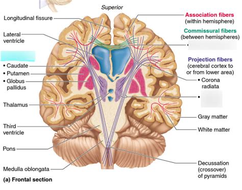 basal nuclei Diagram | Quizlet