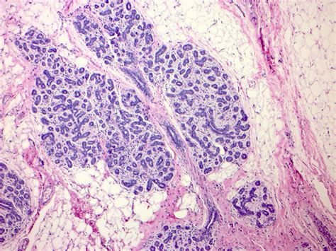 Mammary Gland Histology