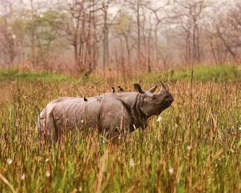 Indian Rhinoceros | Mammals Wiki | Fandom