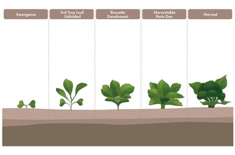 Broccoli growth