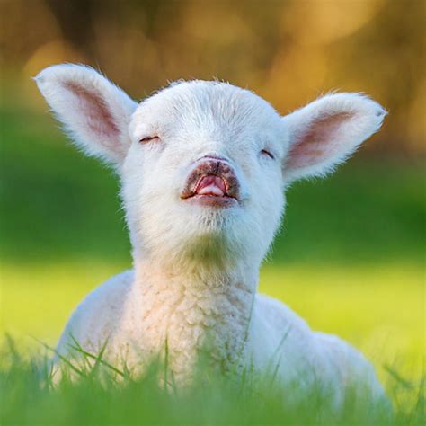 lamb - Animal Stock Photos - Kimballstock