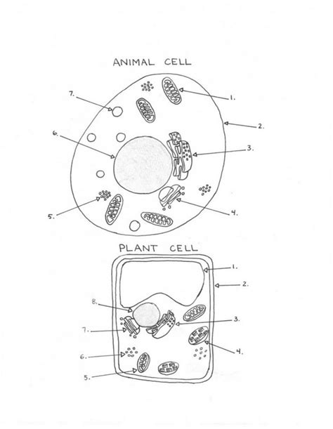 Blank Plant Cell Diagram Worksheet Best Of 15 Best Of Animal and Plant ...