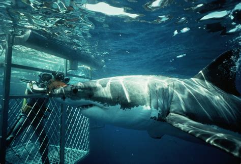 Shark Cage Diving With Great White Sharks in Cape Town, South Africa