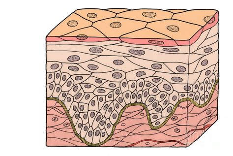 Stratified Squamous Epithelial Tissue Drawing