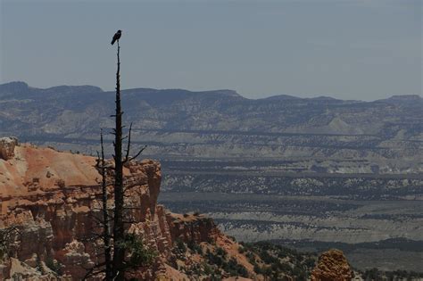 Bryce Canyon Bird Wildlife - Free photo on Pixabay - Pixabay