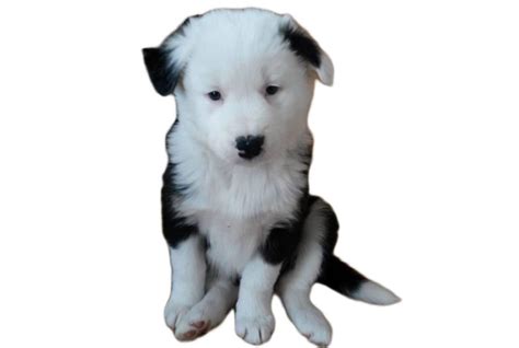 Siberpoo - Dog Breed Guide