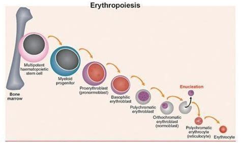 Erythropoiesis Diagram | Quizlet