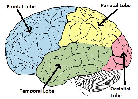 Parietal Lobe Function & Location | What Does the Parietal Lobe Do ...