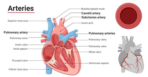 Blood Circulation in Human Body | Notes, Videos, QA and Tests | Class ...