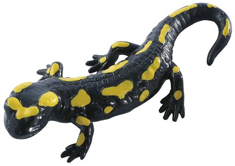 Salamander Clip Art | Hot Sex Picture