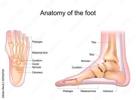 Vettoriale Stock Foot anatomy. Human foot with the name and description ...