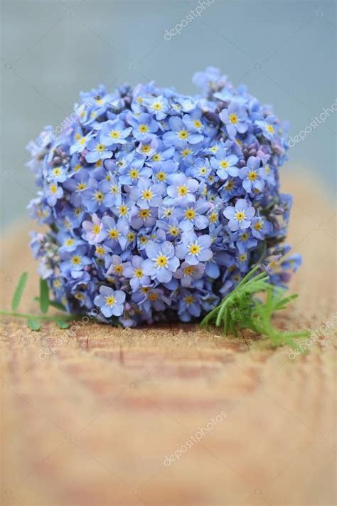 Forget-me-not bouquet — Stock Photo © syomao2 #46533333