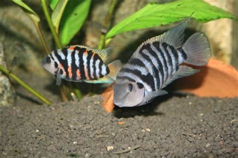 Convict Cichlid | A to Z Guide - Care, Tank Mates, Size, and Diet ...