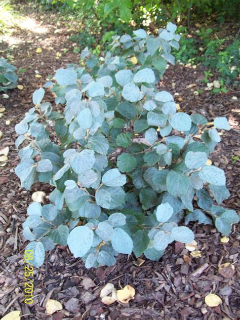 Fothergilla 'Blue Shadow' | Garden, Botanical gardens, Planting flowers